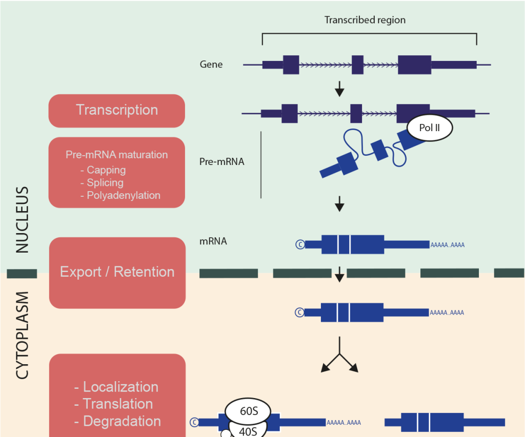 Graphical abstract science communication