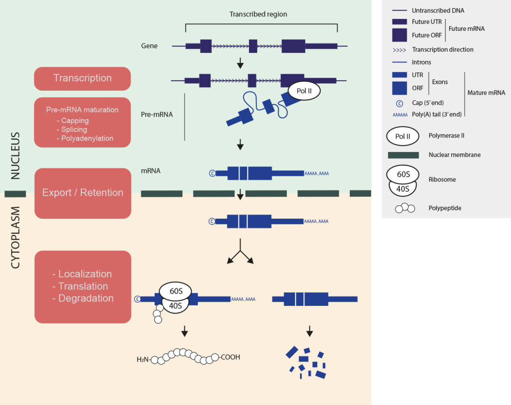 Graphical abstract science communication