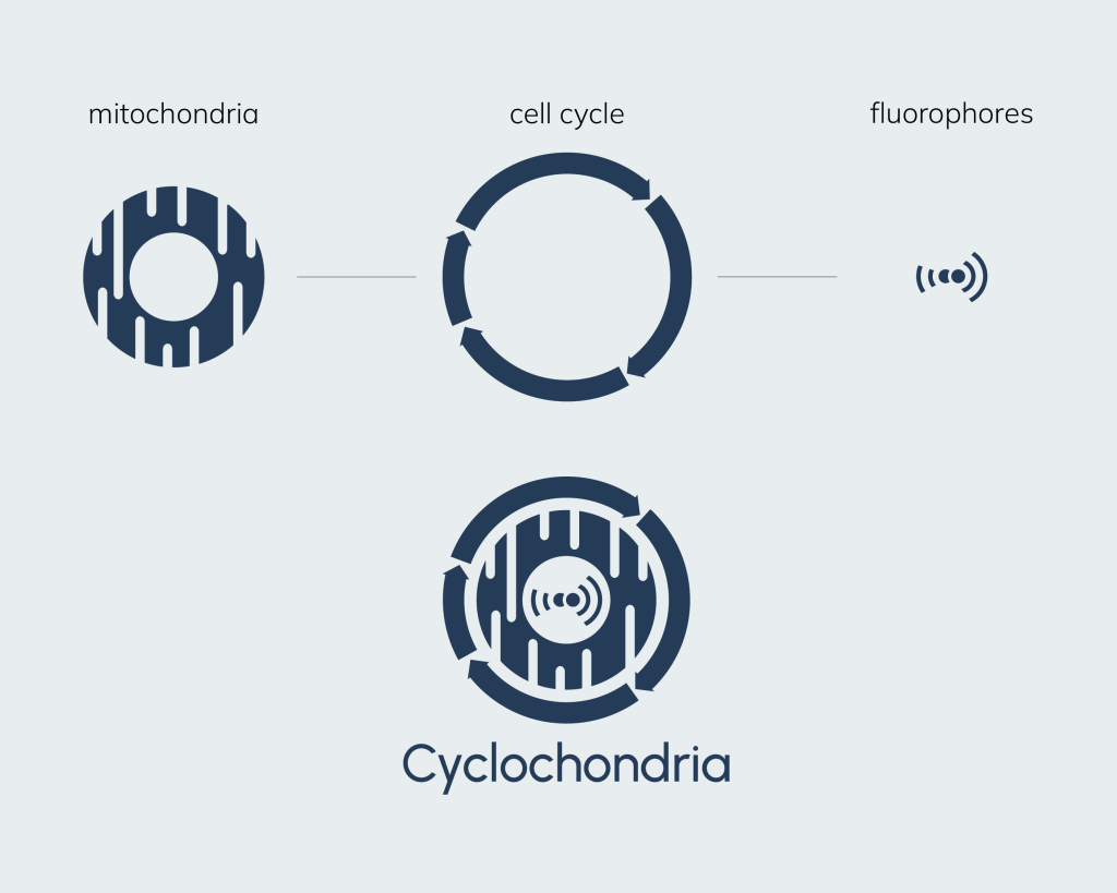 Logo Cyclochondria