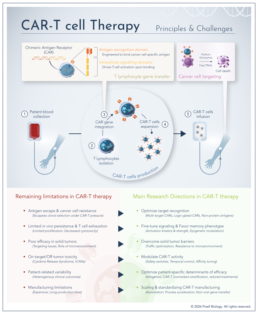 CAR-T cell therapy