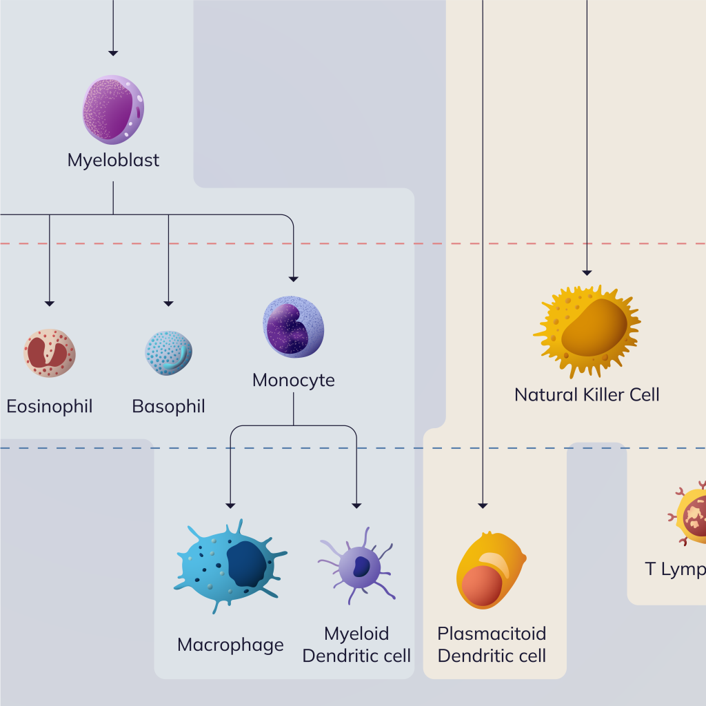 Hematopoiesis