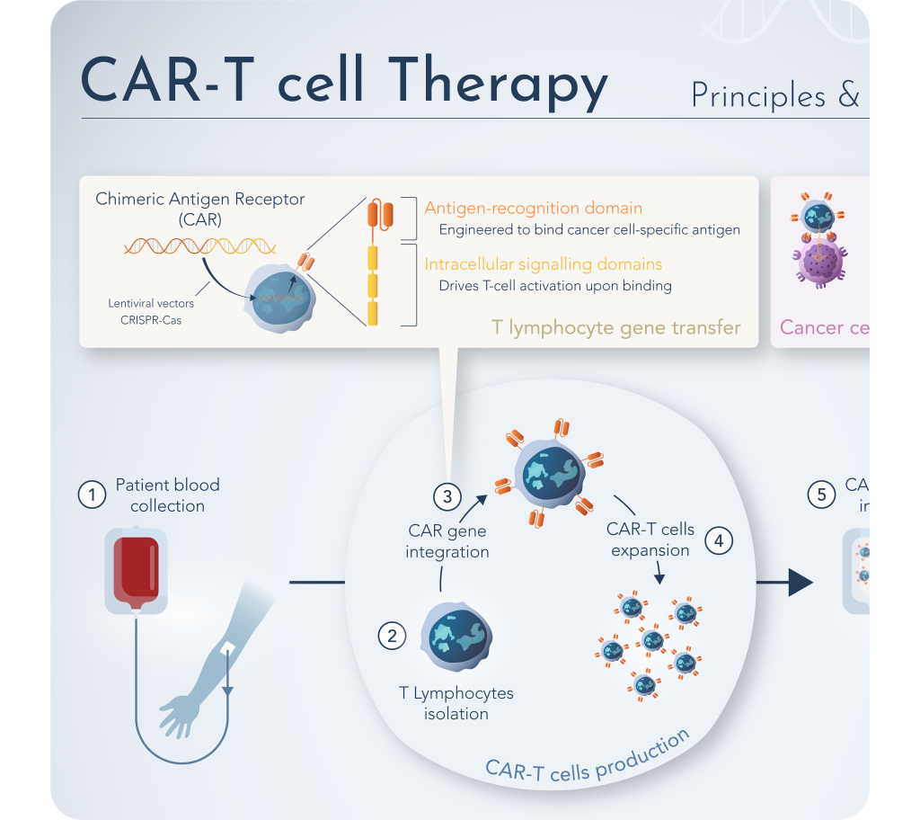 CAR-T cell_carré_rounded