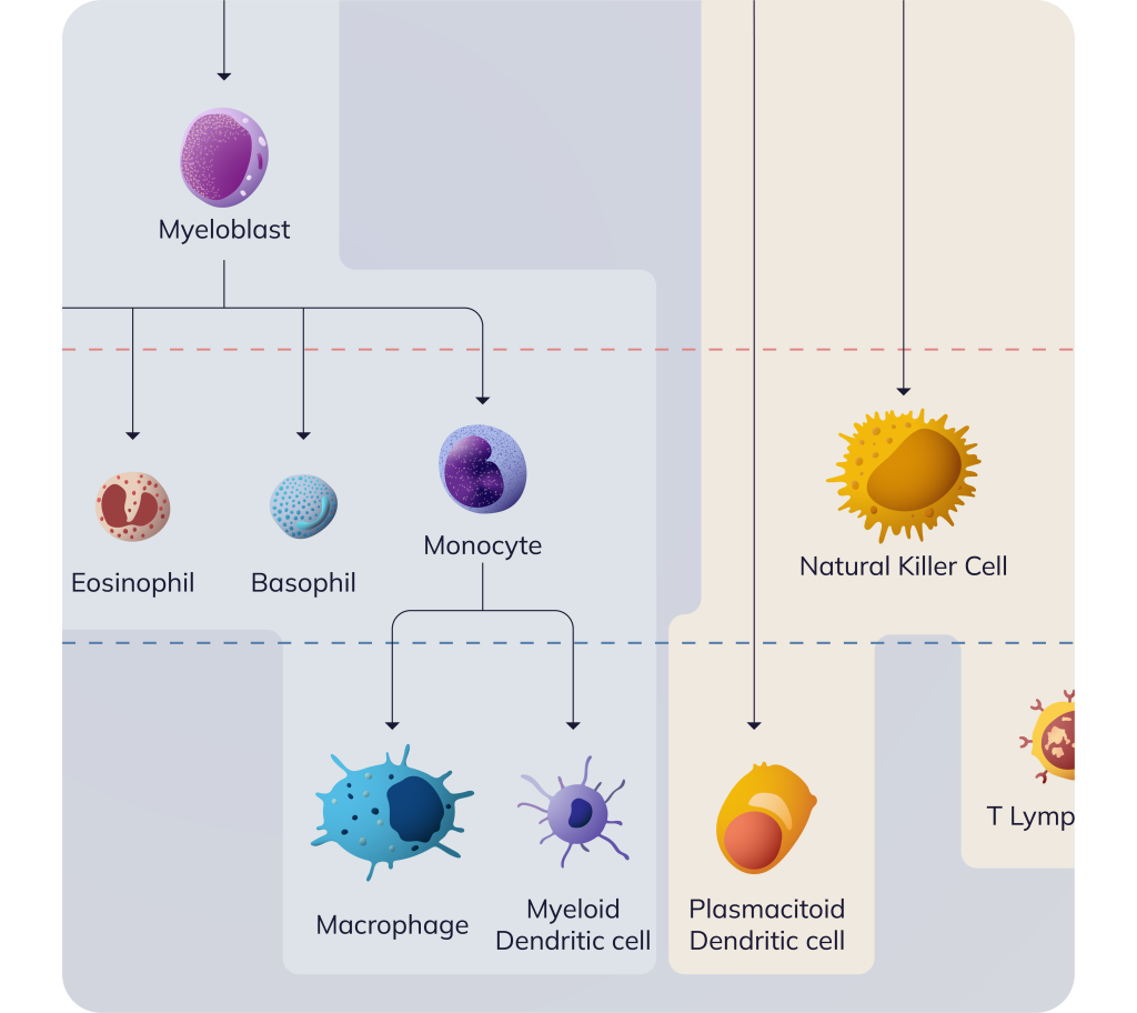 Infographic_carré_rounded