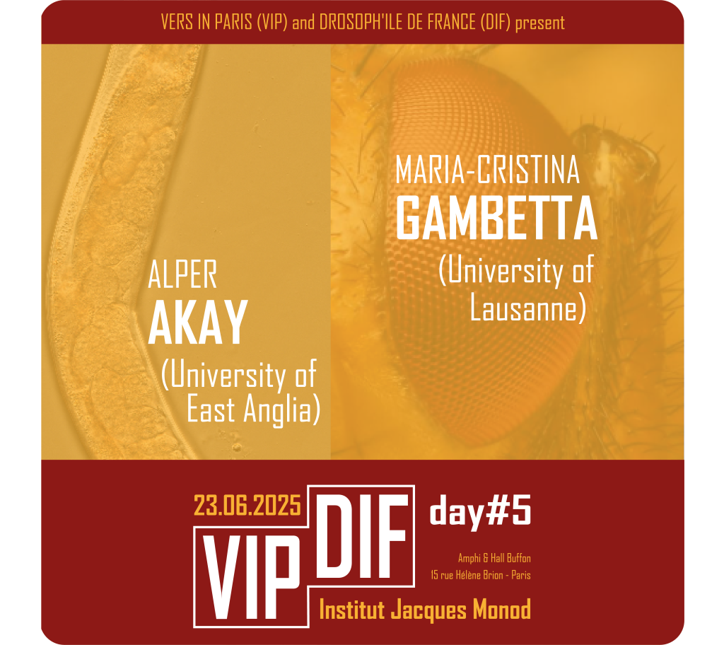 Poster_VIPDIF_carré_rounded